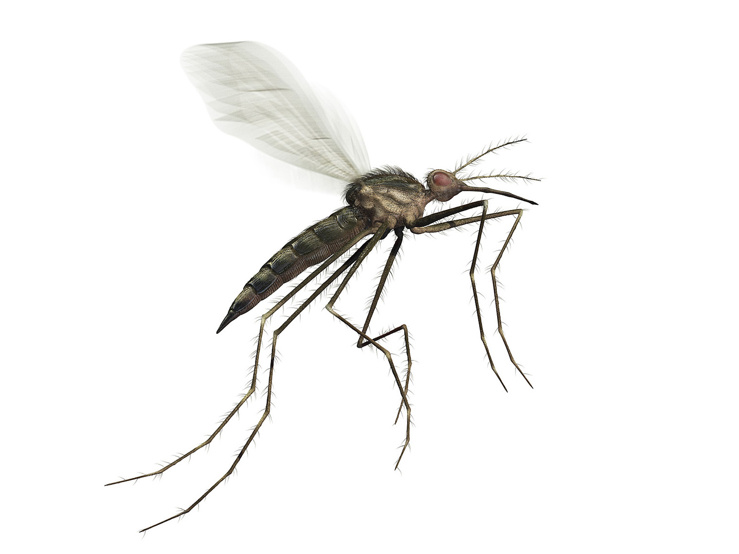 CGI Mosquito detail for OFF! campaign