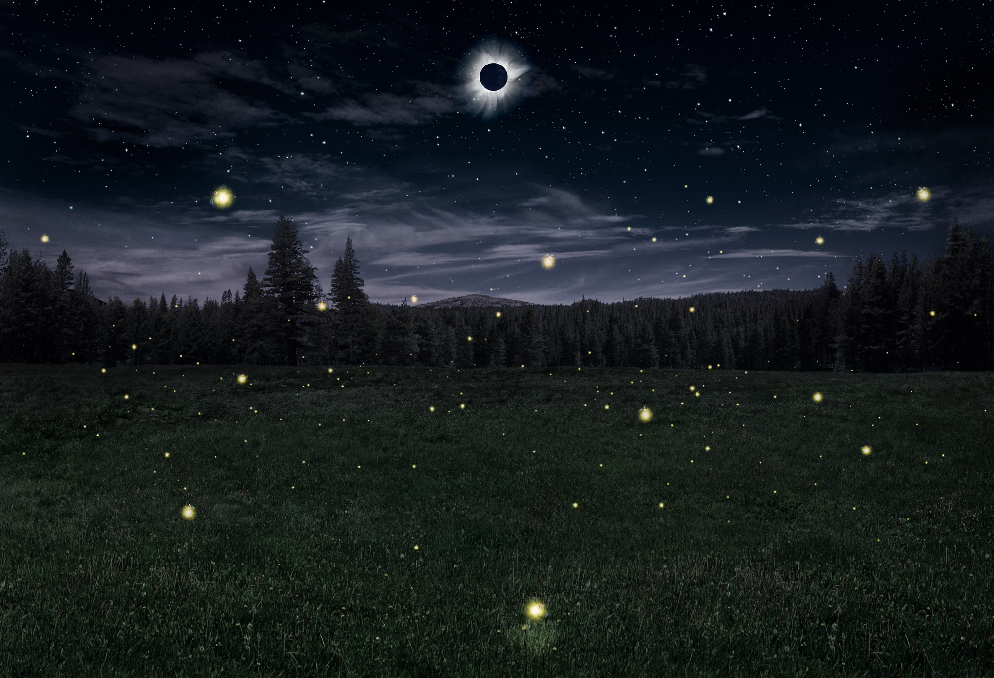 fireflies + eclipse