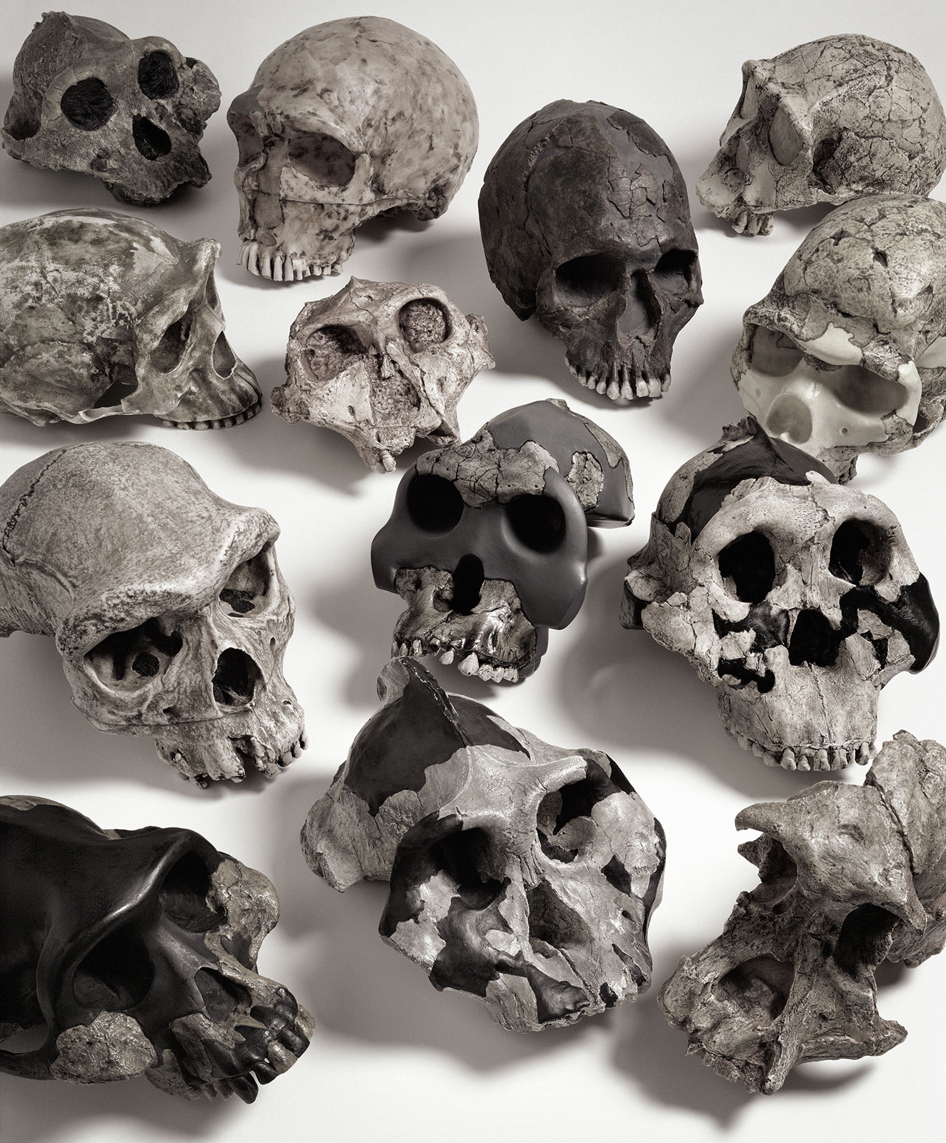 "Evidence of Evolution" TIME  | featuring Lucy  and other hominid skulls